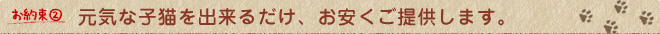 元気な子猫を出来るだけ、お安くご提供します