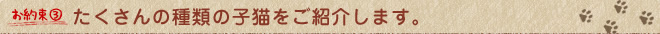 たくさんの種類の子猫をご紹介します