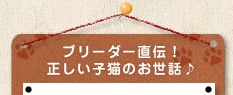 ブリーダー直伝！正しい子猫のお世話