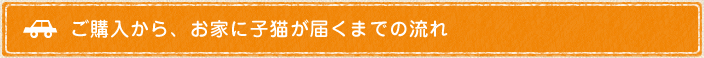 ご購入から、お家に子猫が届くまでの流れ