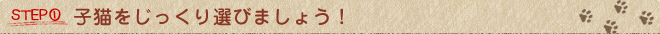 子猫をじっくり選びましょう